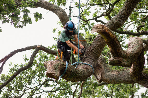  Morganfield, KY Tree Care Pros